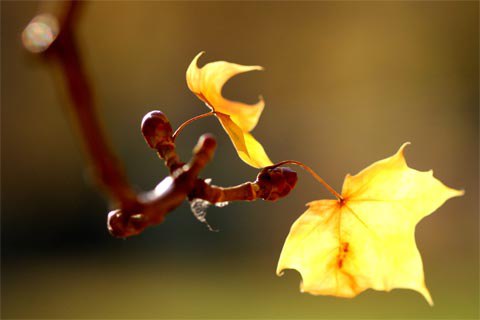 Những bài thơ mùa Thu rụng lá, chiếc lá thu rơi