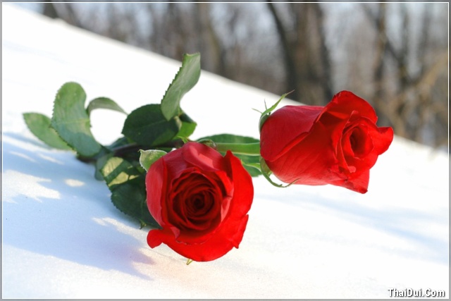ảnh hoa hồng và băng tuyết