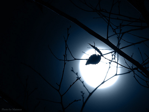 hình ảnh ánh trăng sau chiếc lá mùa đông