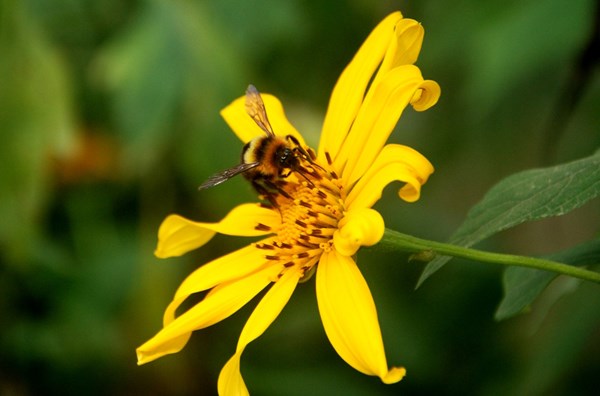 Ảnh chú ong đang hút mật hoa dã quỳ