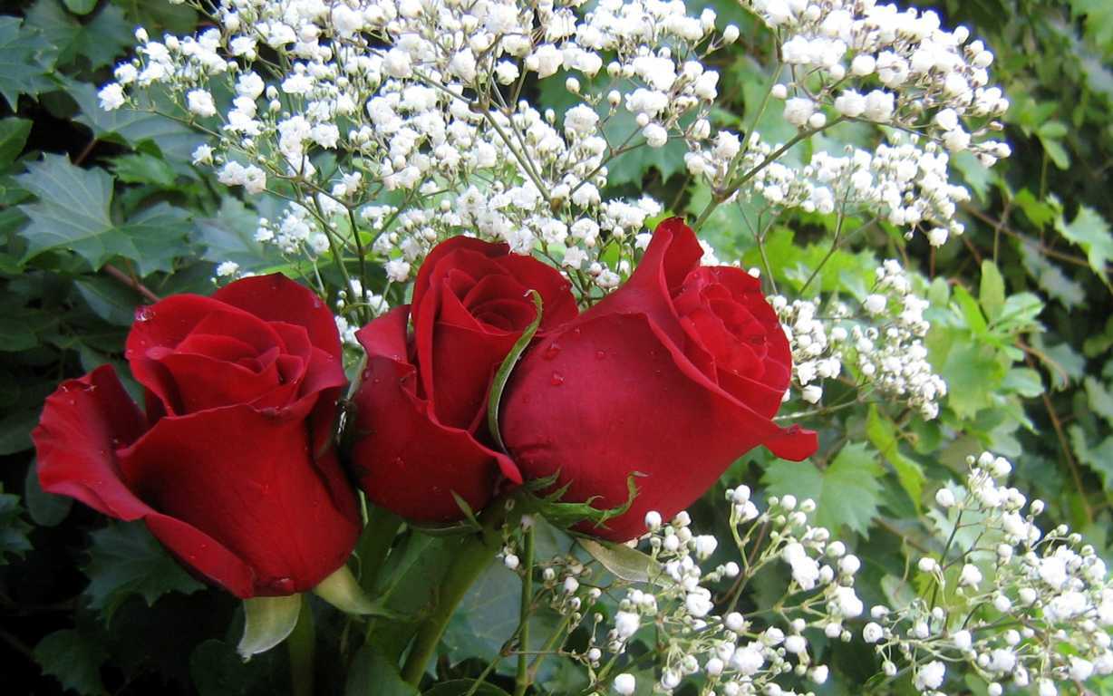 Ảnh bó hoa hồng nhung đẹp