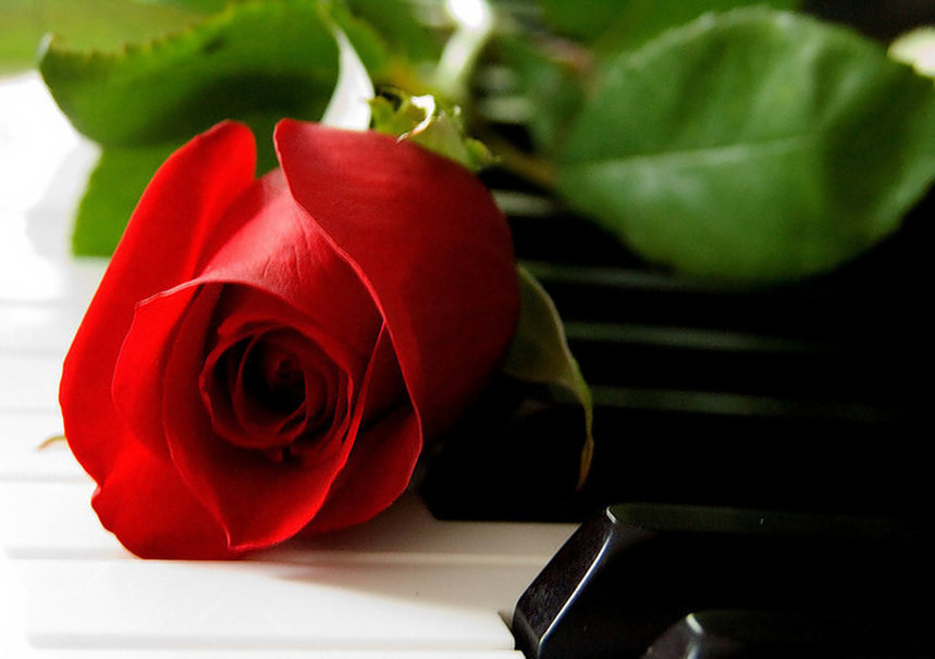 ảnh hoa hồng trên phím đàn piano