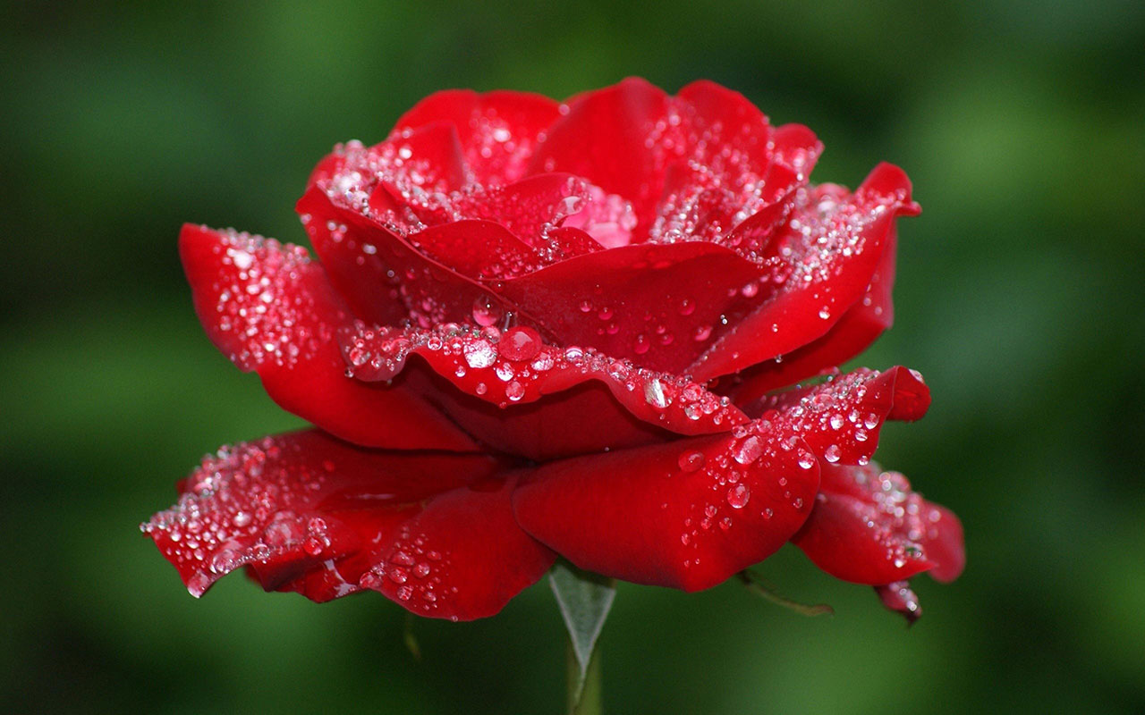 ảnh hoa hồng với những giọt sương trên cánh hoa