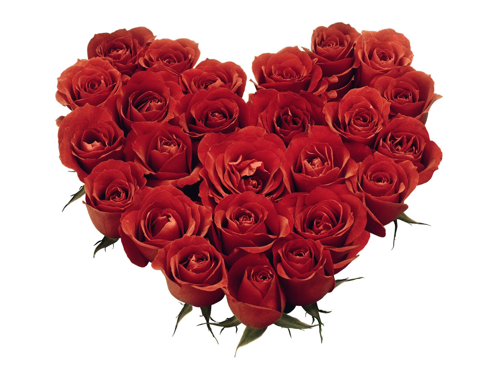 Ảnh hoa hồng nhung tạo hình quả tim tình yêu