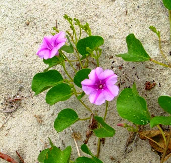 hoa muống biển mọc trên cát