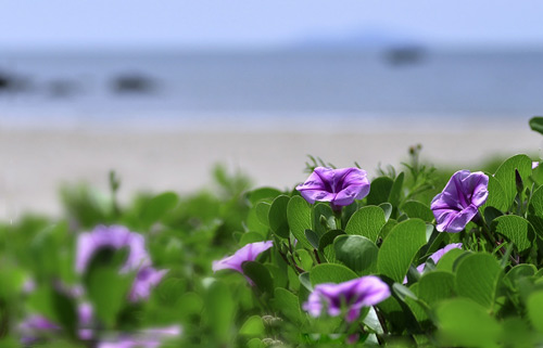 Bộ ảnh hoa muống biển màu tím thật đẹp