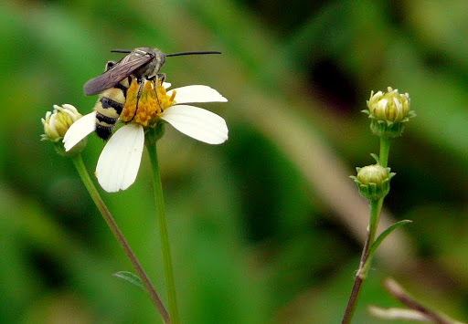 Ảnh hoa xuyến chi và ong