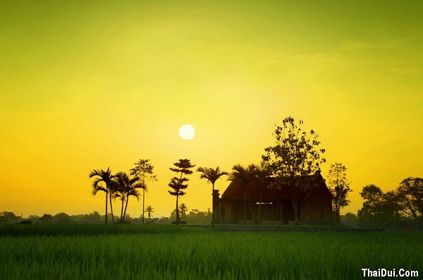 thơ cảnh làng quê với cánh đồng lúa