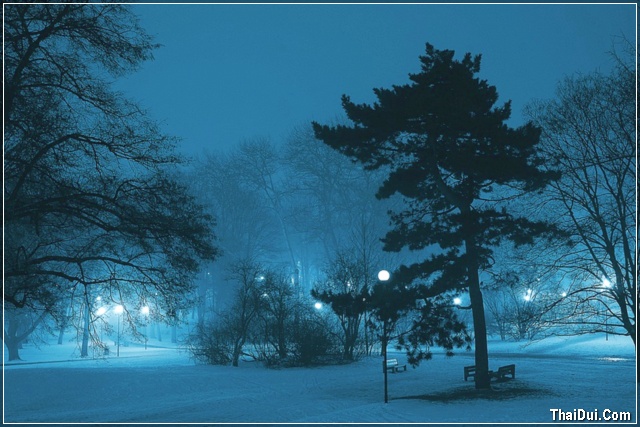 ảnh công viên đêm mùa đông