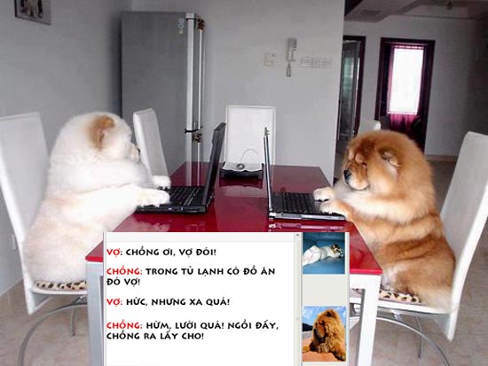 Ảnh chế 2 chú chó dùng máy tính