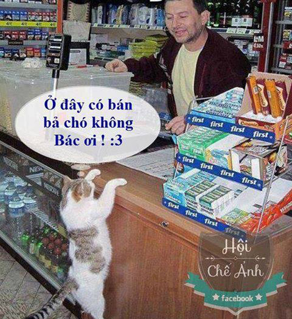 Ảnh chế mèo mua thuốc bã chó