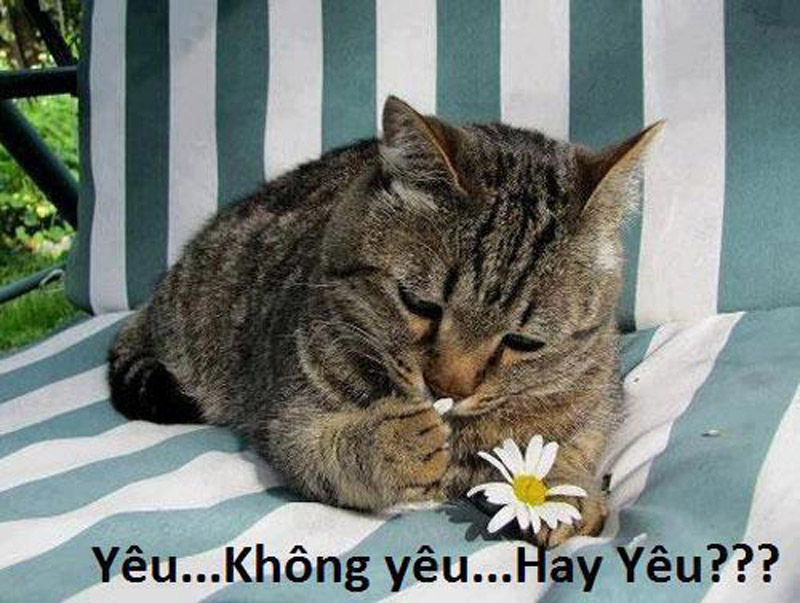Ảnh chế vui Mèo ngắt bông hoa