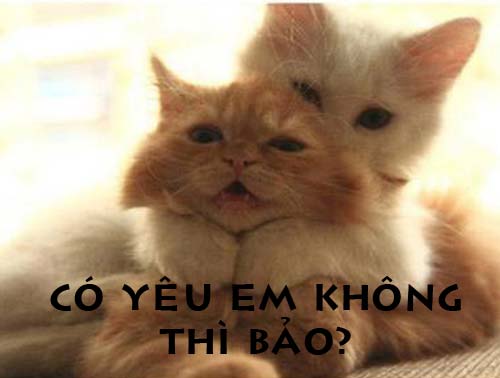 Ảnh chế Mèo hài hước, vui nhộn, dễ thương nhất - ThaiDui.Com