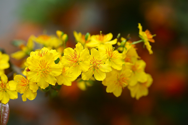 Bộ ảnh hoa mai vàng đẹp rực rỡ khi Tết đến Xuân về