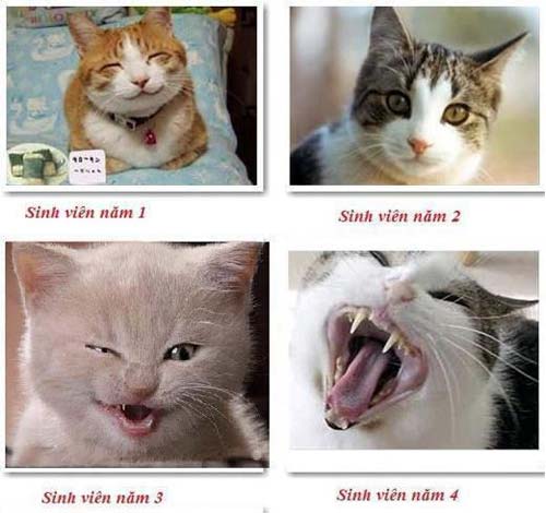Hình ảnh mèo sinh viên theo các năm học