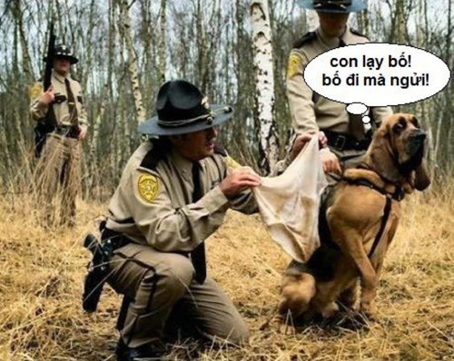 Ảnh hài hước về chú chó đi bắt tội phạm