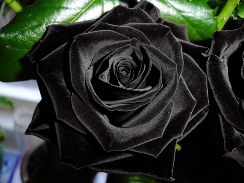 ảnh hoa hồng màu đen