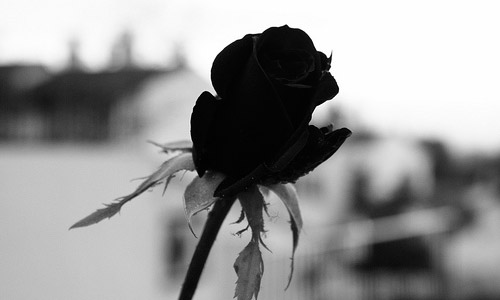 Ảnh hoa hồng đen cực đẹp