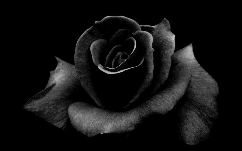 Tải ảnh hoa hồng đen miễn phí