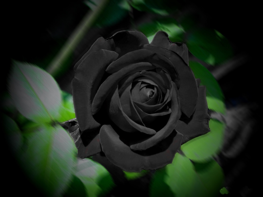 tải ảnh hoa hồng đen