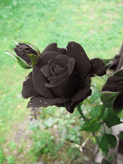 hoa hồng đen đẹp