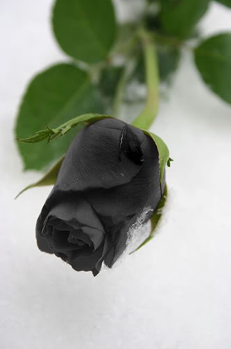 cành hoa hồng đen đẹp