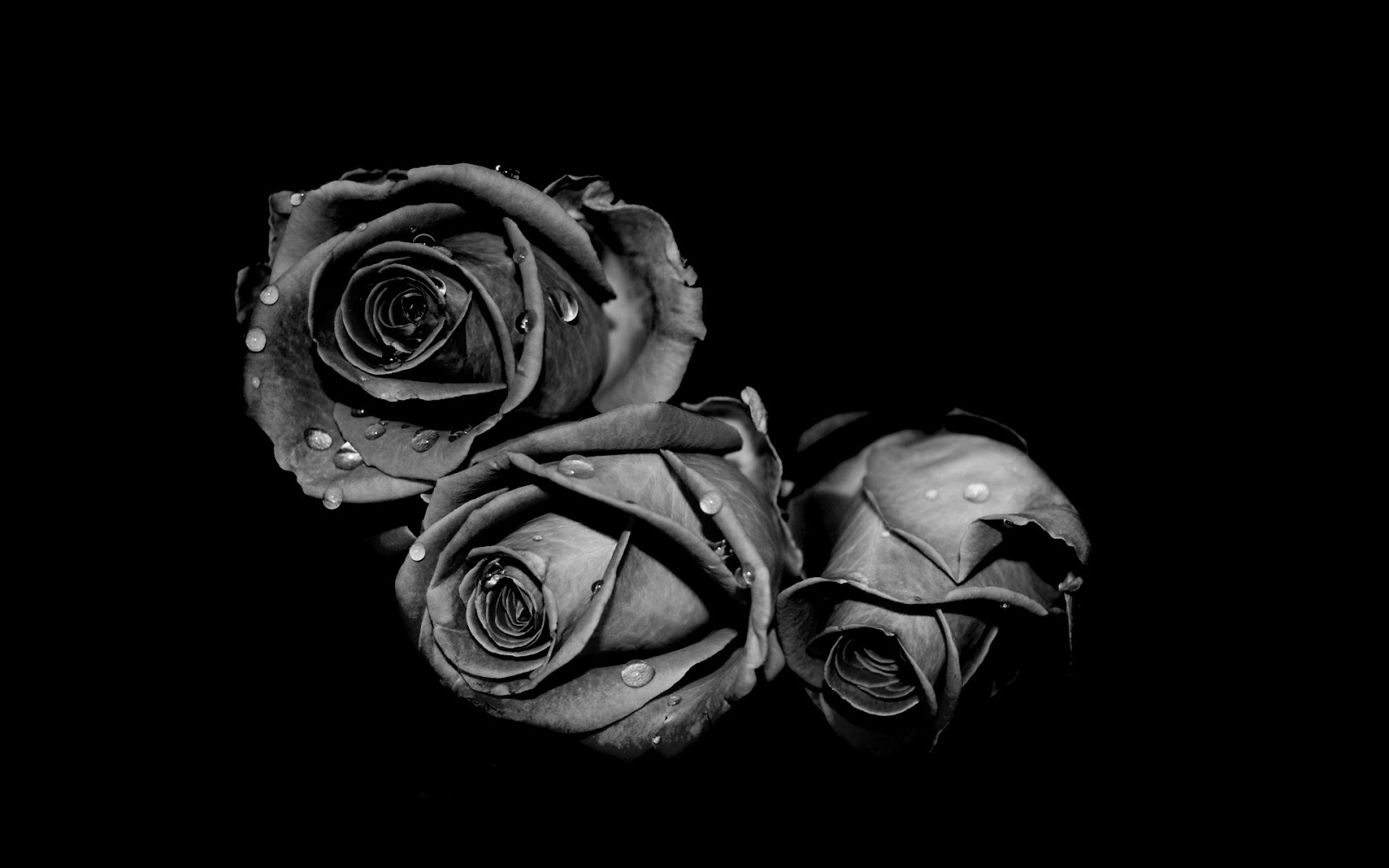 Chùm hoa hồng đen đẹp