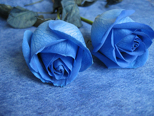 2 cành hoa hồng xanh biểu tượng cho tình yêu đôi ta