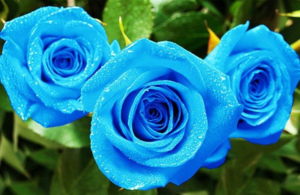 Bó hoa hồng xanh