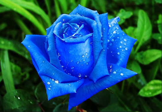 Hoa hồng xanh tươi thắm