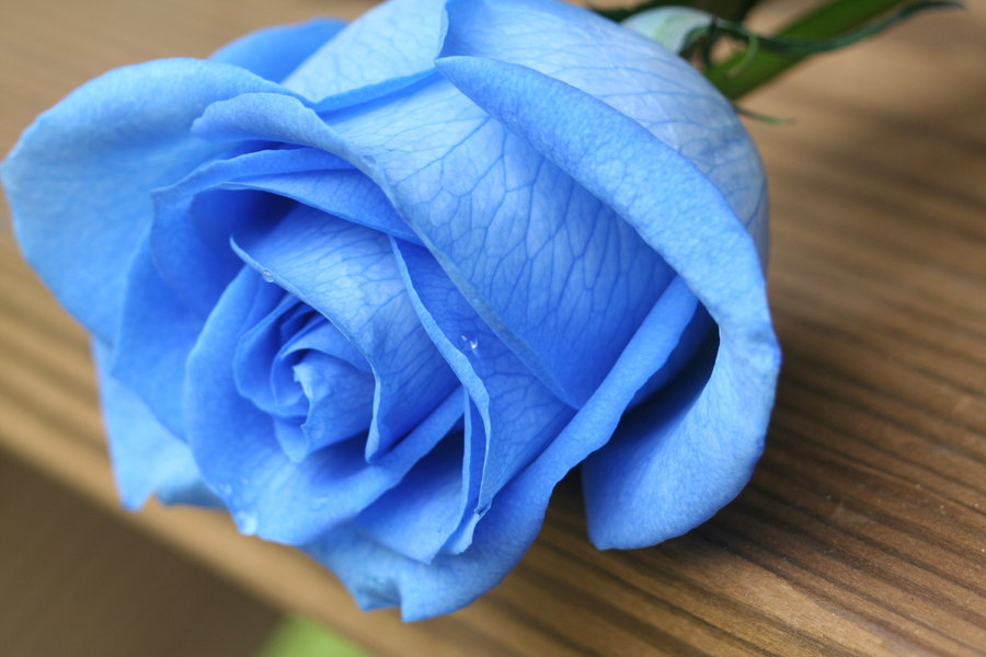 Hình nền hoa hồng xanh