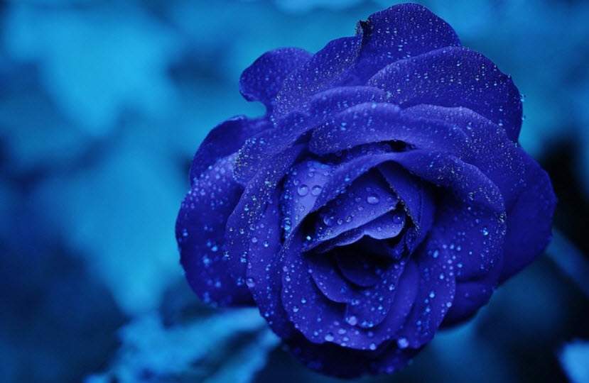 hoa hồng màu tím xanh
