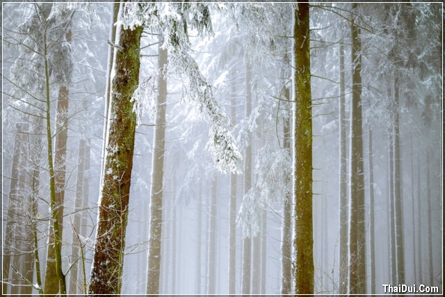 ảnh rừng cây mùa đông đẹp